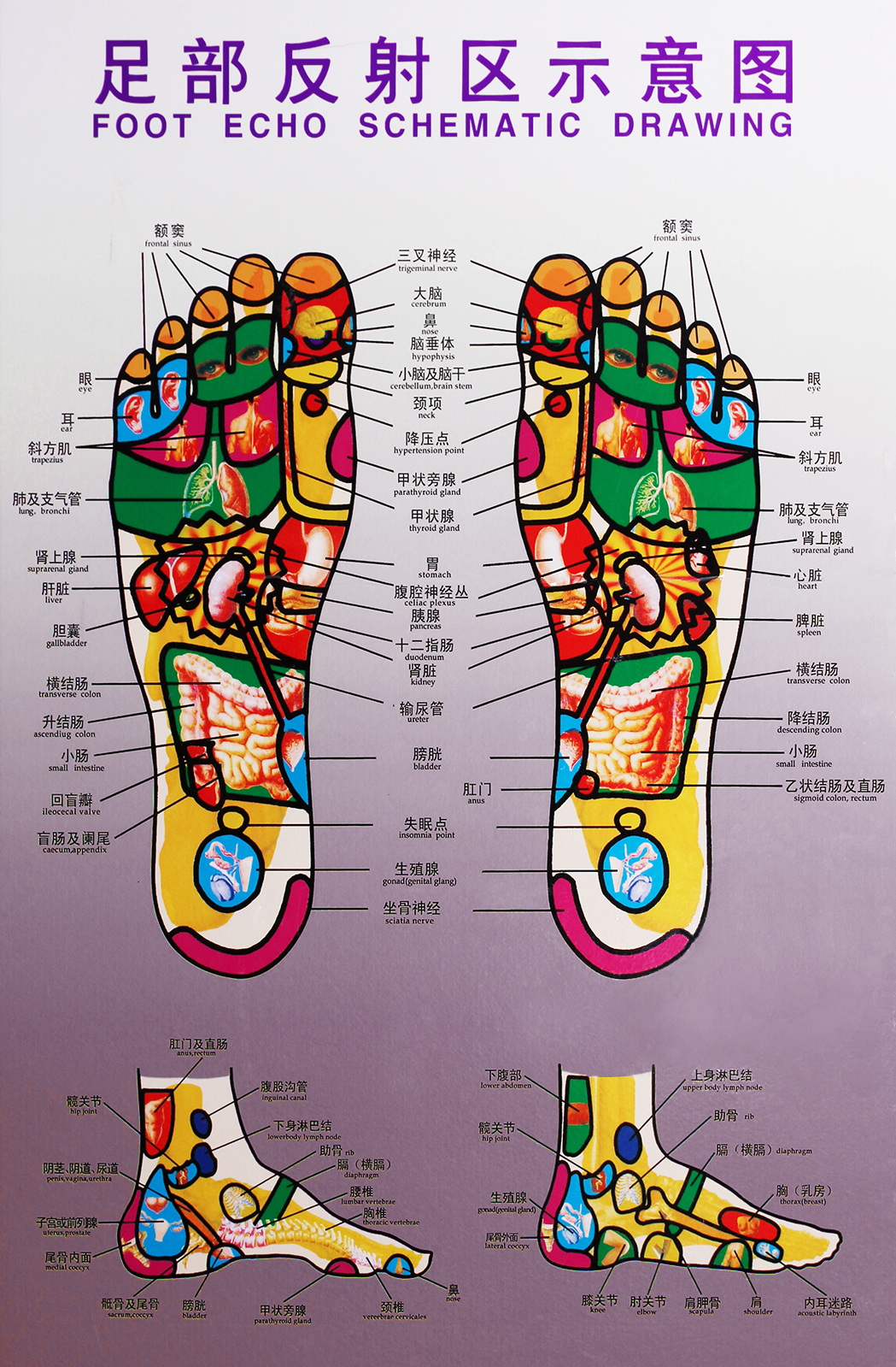 reflexFootSchema